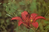 Postcard Wood Lily, Shenandoah National Park, Virginia
