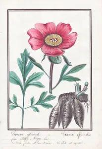 Peony Paeonia Officinalis Flower Botany Watercolour Drawing 1830