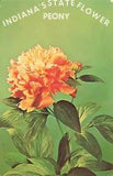 Postcard Peony Indiana's State Flower