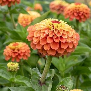 20 Queeny Lime Orange Zinnia Seeds / Cut Flower / Container Gardening, Heirloom Seeds / English Garden / Wildflowers / Zinnia elegans