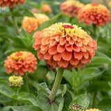 20 Queeny Lime Orange Zinnia Seeds / Cut Flower / Container Gardening, Heirloom Seeds / English Garden / Wildflowers / Zinnia elegans
