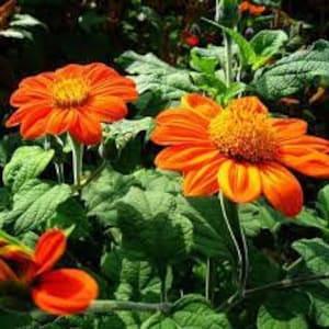 Tithonia aka Mexican Sunflower Seeds 20 count