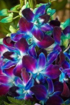 Beautiful coloured Orchids by Claire  Farley | Redbubble Flower Delivery