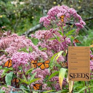 Joe Pye Weed - Eutrochium maculatum - Ontario Native Plant Seeds - Canadian Wildflowers