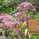 Joe Pye Weed - Eutrochium maculatum - Ontario Native Plant Seeds - Canadian Wildflowers