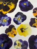 20 Pressed Dried Flat Flowers Purple Yellow Viola Pansy Card Scrapbooking Art
