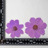 12PCS Real Pressed Dry dyed purple Garden Cosmos flower for art, craft FSS59 #9