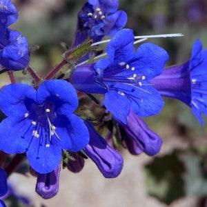 Phacelia Bees Loves them California Bluebell SEEDS Annual Phacelia Phacelia campanularia cut Flower Bouquet Dizzy Bees Urban Garden