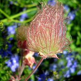 Praire Smoke (Geum triflorum) Hardy Wildflower/Unique Seedheads! - 10 seeds