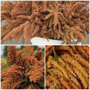 AMARANTHUS HOT BISCUIT Seeds - Amaranthus cruentus l Fresh Cut Flower Garden l Create Dry Flower Bouquet I Diy Fall Decor l Non Gmo Seeds