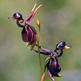 50pcs Flying Duck Orchid Caleana Major (code 38)