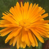 Calendula officinal marigolds. Seeds for the garden. 50 annual edible and medicinal flower seeds.