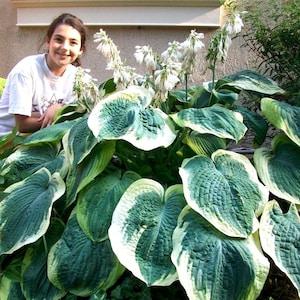 MASSIVE GIANT HOSTA!!! Huge Large Thick Leaves Shade Bulk Seeds