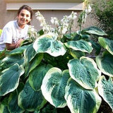 MASSIVE GIANT HOSTA!!! Huge Large Thick Leaves Shade Bulk Seeds