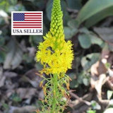 Bulbine natalensi rooiwortel rare exotic medicinal succulent flowering 10 seeds