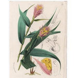 Rare 1845??C1888 Van Houtte Botanical Orchid Print: EVELYNA CARAVATA