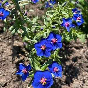 Anagallis Seeds (10) - Blue Pimpernel