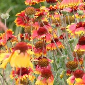 500 Blanketflower Gaillardia  Flower Seeds.