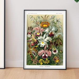 Ernst Haeckel Orchid Giclee Art Print | Vintage Botany Print Wall Decor | Botanical Flower Chart | Antique Botanical Fine Art Print | A2, A3