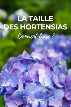 Comment tailler les hortensias ? Flower Delivery