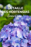 Comment tailler les hortensias ? Flower Delivery