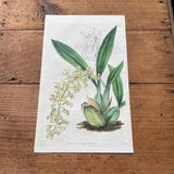 Rodriguezia Orchid, 1836 Hand-Colored Curtis Engraving, Original Antique Botanical Print