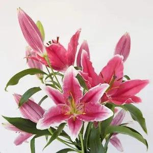 100 Colorful Lily Flower Seeds Lilium Garden Flower S119