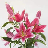 100 Colorful Lily Flower Seeds Lilium Garden Flower S119