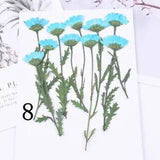 10PCS real side Pressed dry daisy Flower with stem leaves FCD59