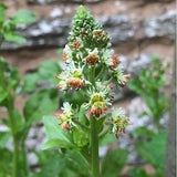 100+ Mignonette Ameliorata Seeds-Reseda Odorata-Highly Scented Beautiful Annual-FL511