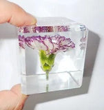 Carnation Flower in 57x57x57 mm Clear Cube Education Plant Specimen DD57