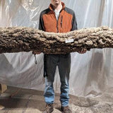 COLOSSAL 66" Cork Round - #2609 - for Reptiles, Airplants, Orchids, and Terrariums