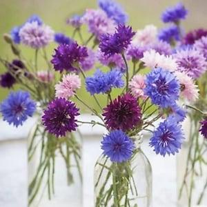 50+ Seeds, Bachelor's Buttons Mix Seeds / Cornflower Mix Seeds / Choice Mix Centaurea / Flower Bouquet / (#43)
