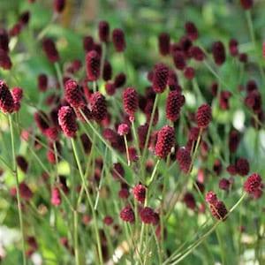 35 Wild Burnet Seeds - aromatic perennial vegetable garden - Reproducible Peasant Seeds - untreated