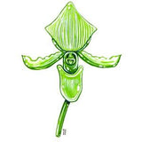 Paphiopedilum Maudiae Orchid, Original Watercolor Painting