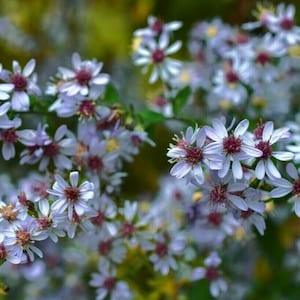 Blue Wood HEART LEAVED ASTER Symphyotrichum Cordifolium Tall Perennial 20 Seeds