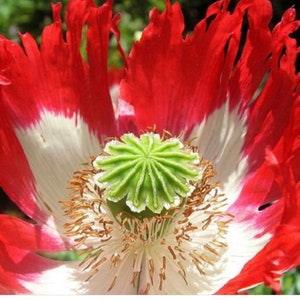 Danish Flag Giant Heads Poppy SEEDS breadseed pepperbox Papaver Somniferum Edible seeds Dizzy Bees Urban Garden
