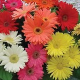 Outsidepride Gerbera Daisy Flower Seed Plant Mix  100 Seeds