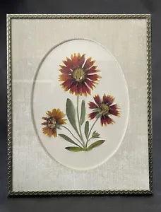 Pressed Gaillardia "Blanket Flower" Prairie Flower Matted In A Vintage Frame