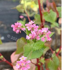 Rose Red Soba Buckwheat (Pink Flowered Buckwheat, Rare, Non-GMO and Open Pollinated Seeds, Min. 15 Seeds Per Package, Grown in Canada)