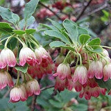 Enkianthus campanulatus    20 seeds