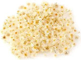 200 Pieces Mini Natural Dried Flowers Beige Dried Little Star Flowers Heads Real