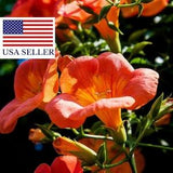 Campsis radicans - Trumpet Vine - 20 Seeds