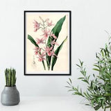 Antique Pink Orchid Flower illustration Print