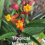Tropical Milkweed seeds