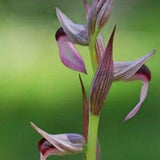 3 Micro Orchids for terrariums with Phytosanitary certification and Passport, grown by supplier