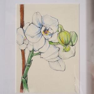 Orchid Watercolor , Orchid Flower Wall Decor , White Orchids Watercolour , Botanical Wall Art , Orchid Illustration , Flower Illustration