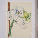 Orchid Watercolor , Orchid Flower Wall Decor , White Orchids Watercolour , Botanical Wall Art , Orchid Illustration , Flower Illustration