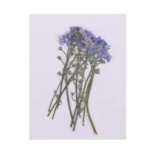 10 Pack Natural Pressed Dried Flowers Forget- DIY Scrapbook Art Craft