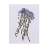 10 Pack Natural Pressed Dried Flowers Forget- DIY Scrapbook Art Craft